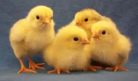 How much does a baby chick weigh in at?