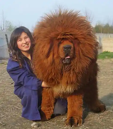 Giant Tibetan Mastiff 