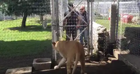 Lioness Gets Reunited With Old Caretaker