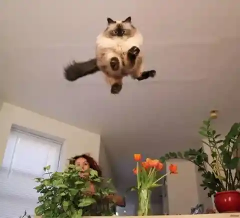 These Funny Cats Will Keep You Entertained For Weeks