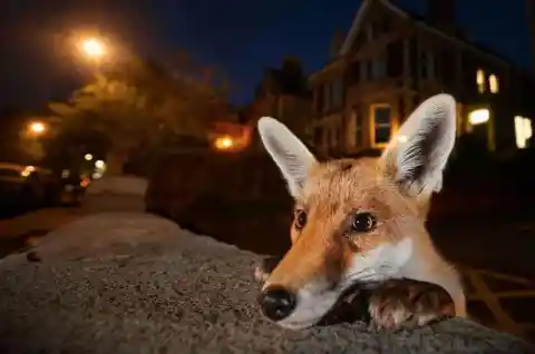 Red Fox - Bristol, UK