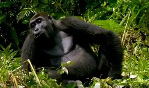 Man Introduces His Wife To Gorillas He Raised And Things Didn’t Go As Planned