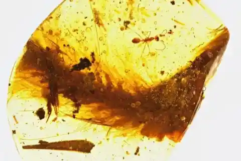 20. Feathery Dinosaur Tail Trapped in Amber