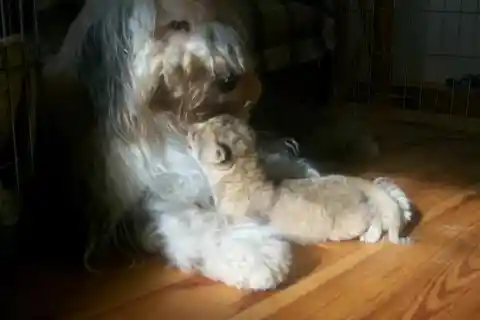 Abandoned Lion Cub Finds Love In The Most Unexpected Place