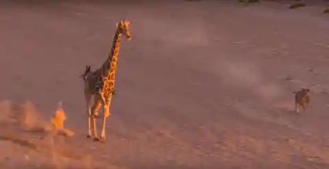 The Giraffe Is Headed Straight For A Trap