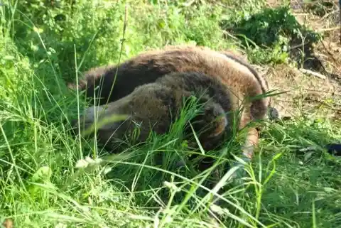 This Bear Was Going To Die After Being Caught In a Trap. Then It Saw What Was Approaching…