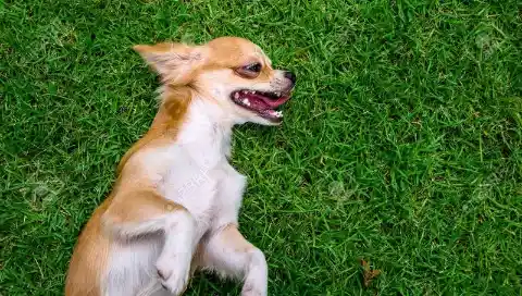 Tiny Chihuahua Thinks He's The King Of The Hill