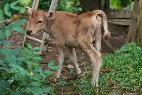 What do you call a baby cow?
