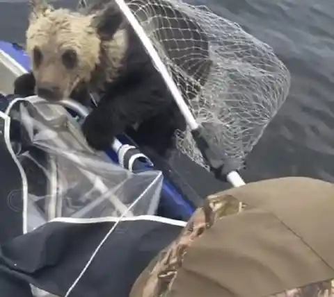 Mother Bear Forced To Save Herself A Nearby Fishermen Saves Her Cubs