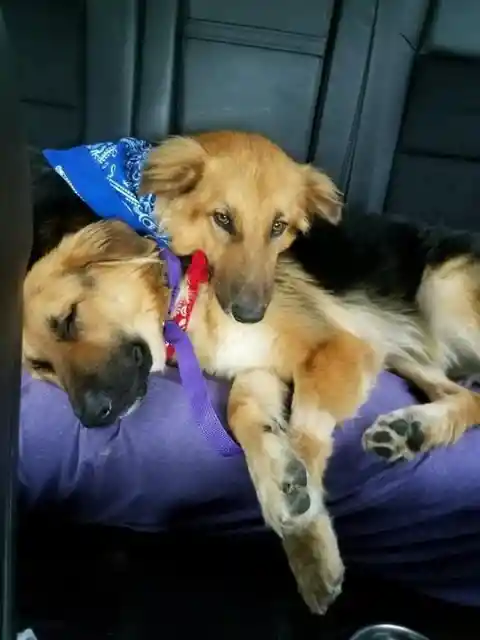 Inseparable Dog Brothers Can’t Find A Home, Rescue Center Makes One Last Call